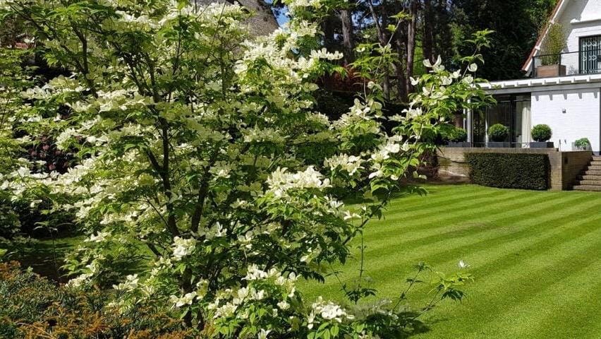 Westerhof Tuinen voorziet een royale tuin in Wassenaar van perfect gazononderhoud